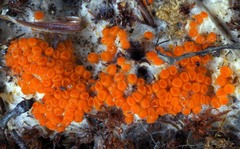 Byssonectria terrestris