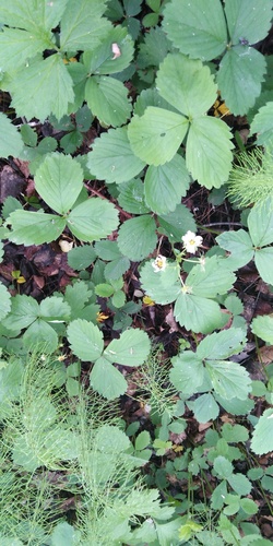 Fragaria × ananassa, photograph 5