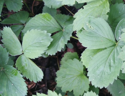 Strawberry plant photo (Fragaria × ananassa)