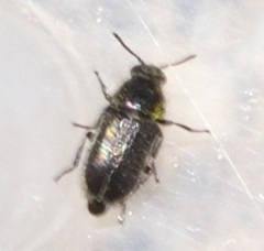 Korynetinae