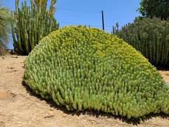 Euphorbia resinifera