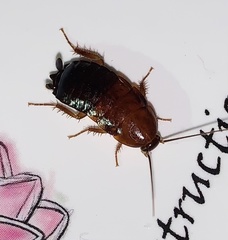 Parcoblatta americana