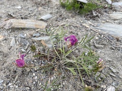 Oxytropis leptophylla