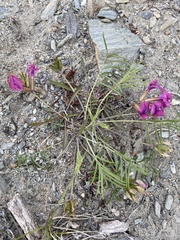 Oxytropis leptophylla
