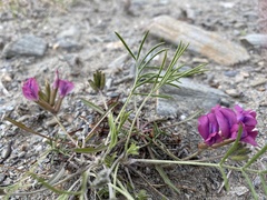 Oxytropis leptophylla