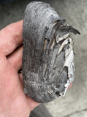 Uniomerus carolinianus