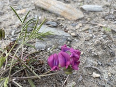 Oxytropis leptophylla
