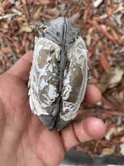 Uniomerus carolinianus