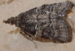 Satole ligniperdalis