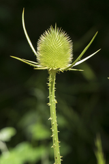 Dipsacus comosus