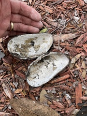 Uniomerus carolinianus