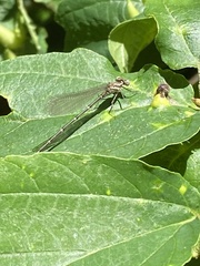 Argia tibialis
