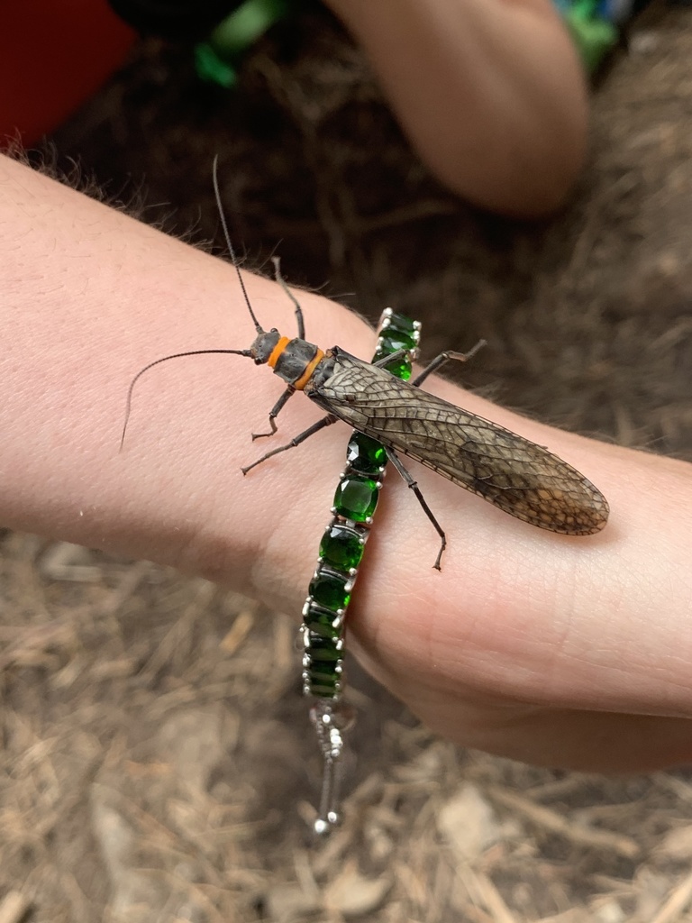 California Giant Stonefly from Lower Falls Creek, Carson, WA, US on May ...