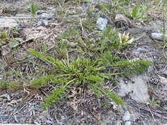 Oxytropis varlakovii