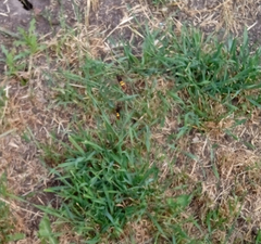 Megascolia maculata maculata