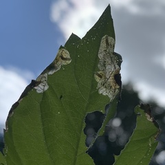 Agromyza ambrosivora