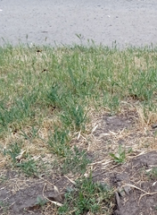 Megascolia maculata maculata