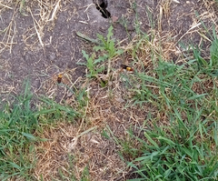 Megascolia maculata maculata