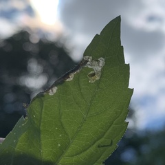 Agromyza ambrosivora