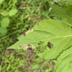 Agromyza ambrosivora