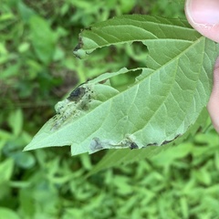 Agromyza ambrosivora