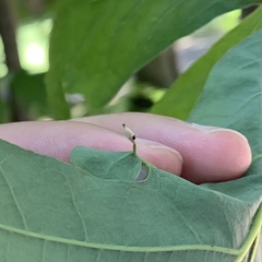 Andricus chinquapin