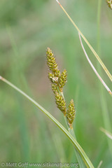 Carex canescens