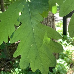 Andricus chinquapin