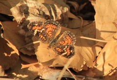 Phyciodes phaon phaon