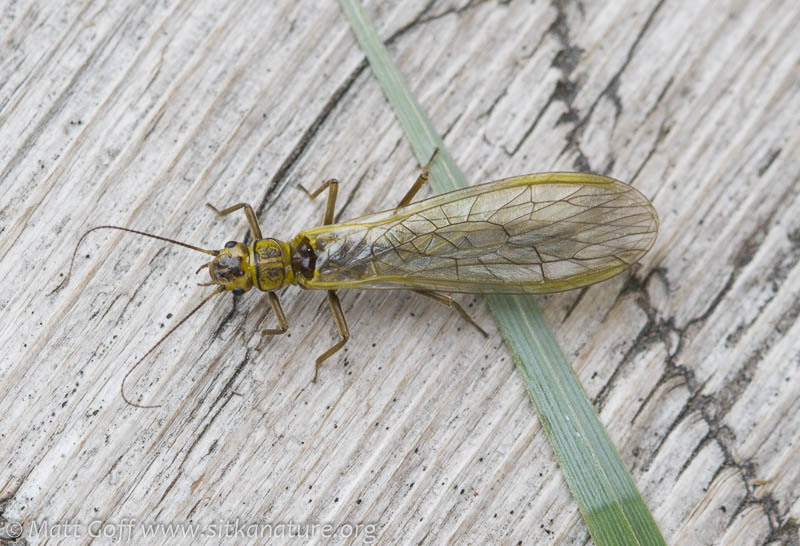 Alloperlini