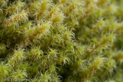 Racomitrium canescens