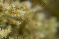 Racomitrium canescens