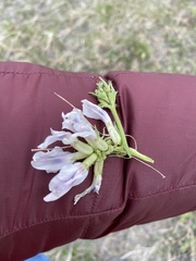 Oxytropis varlakovii