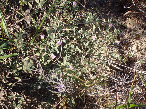 Image of Blepharis integrifolia by (c) Nicola van Berkel, some rights reserved (CC BY-SA)