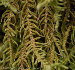 Claopodium crispifolium