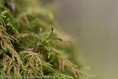 Claopodium crispifolium