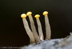 Vibrissea truncorum