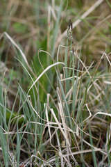 Carex livida