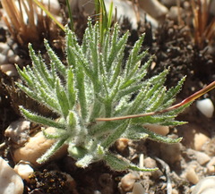 Eriospermum dregei