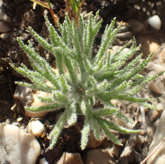 Eriospermum dregei