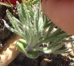 Eriospermum dregei