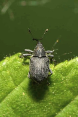 Ceutorhynchus obstrictus