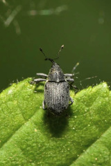 Ceutorhynchus obstrictus