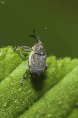 Ceutorhynchus obstrictus