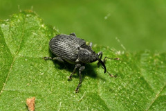 Ceutorhynchus obstrictus