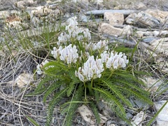 Oxytropis varlakovii