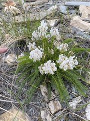 Oxytropis varlakovii