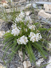Oxytropis varlakovii