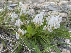 Oxytropis varlakovii