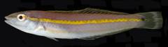Greenband Wrasse photo 1